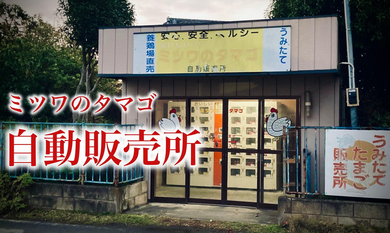 ミツワのタマゴ自動販売所：越谷で手に入る最高に美味いフルーツ卵