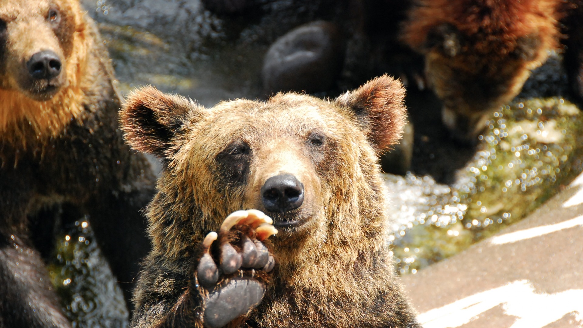 裁判でディズニーが利用権を得るまでの流れ
