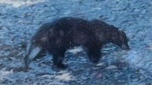 でも佐賀では「クマ出没注意」という張り紙