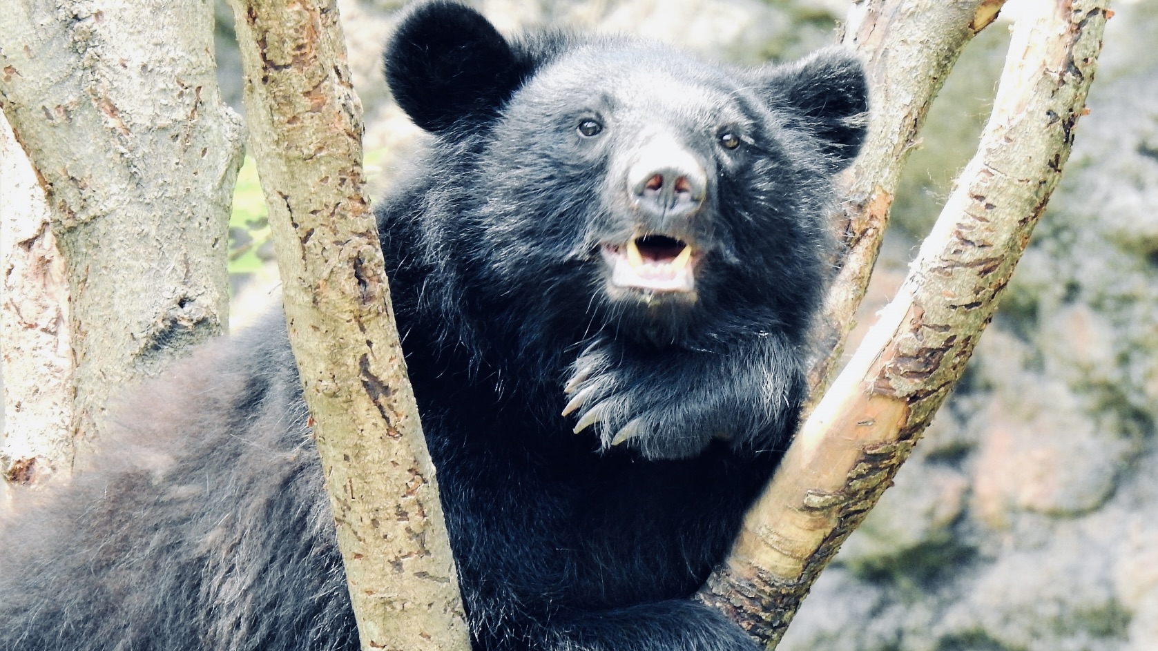 九州のクマがいつ絶滅してしまったのか?
