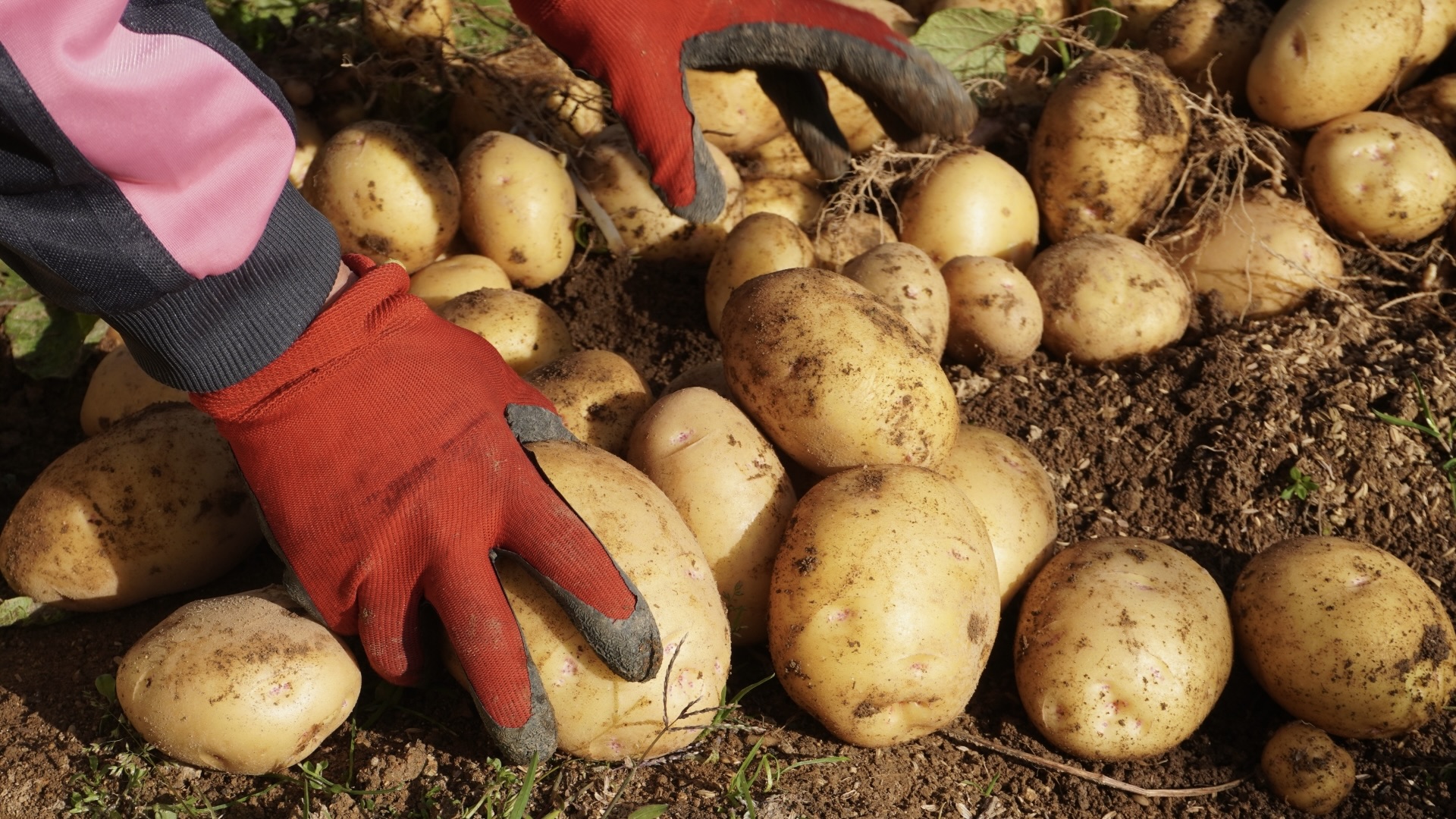 ポテトは悪ではなく「今の自分を知るヒント」