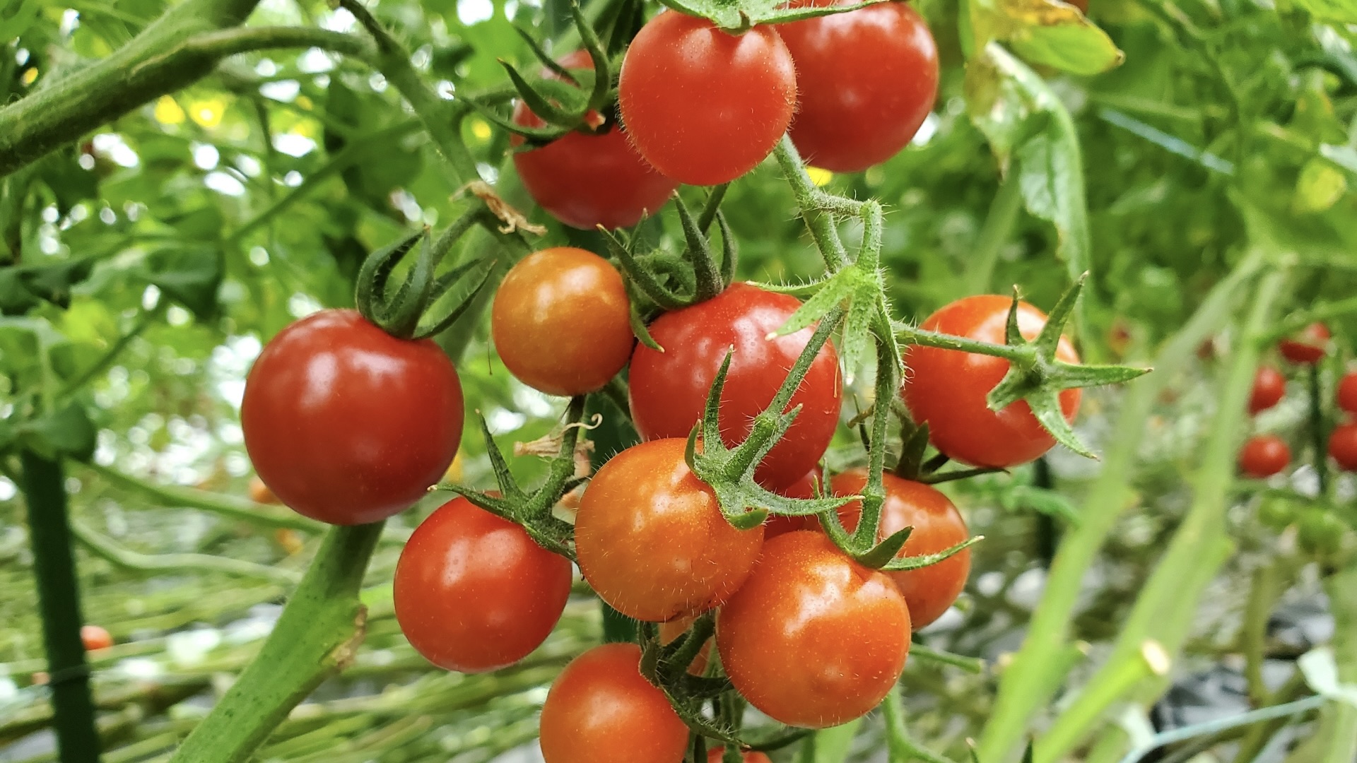 プチトマトが気になるとき