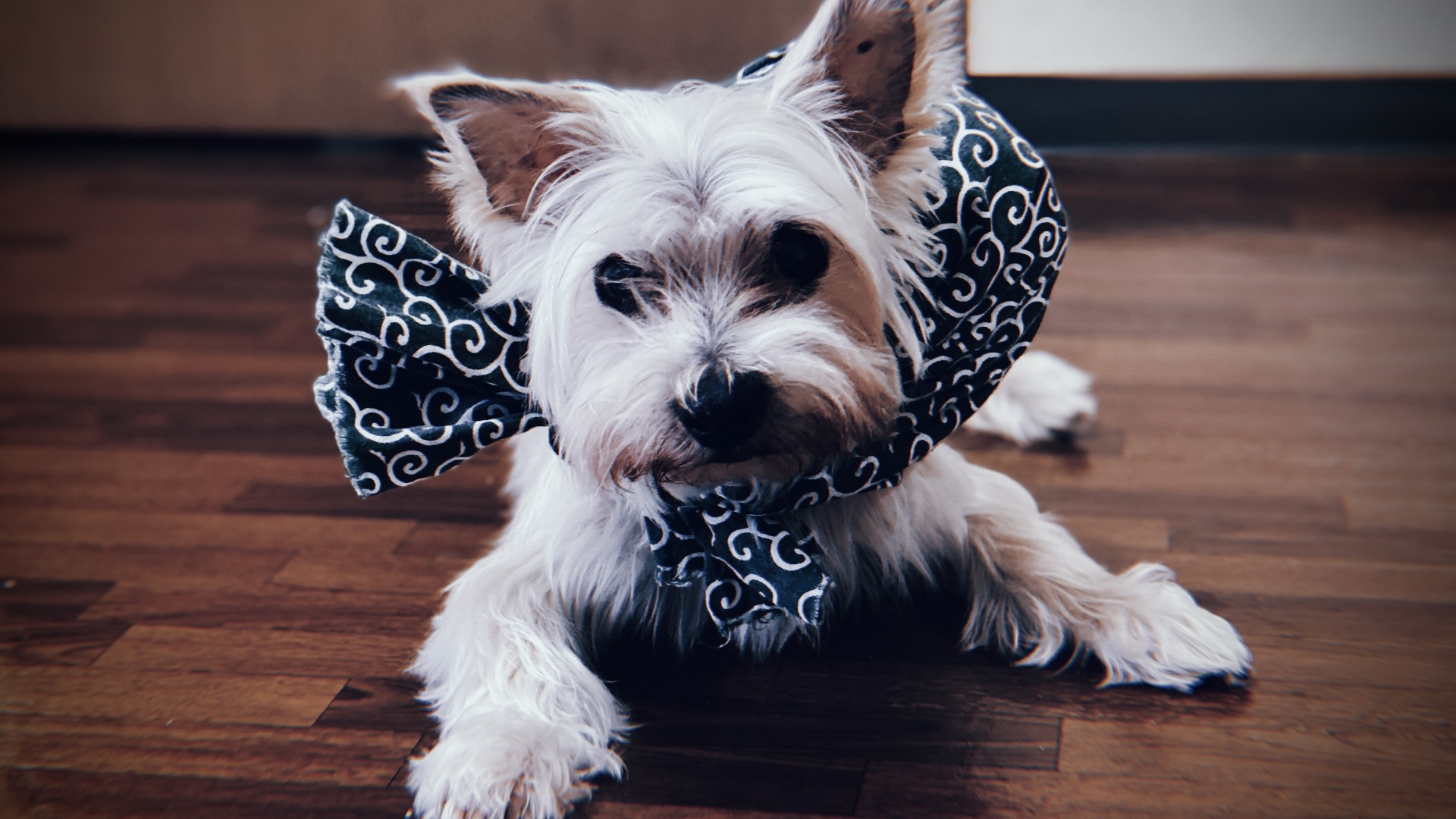 実際の泥棒は本当に唐草模様なのか