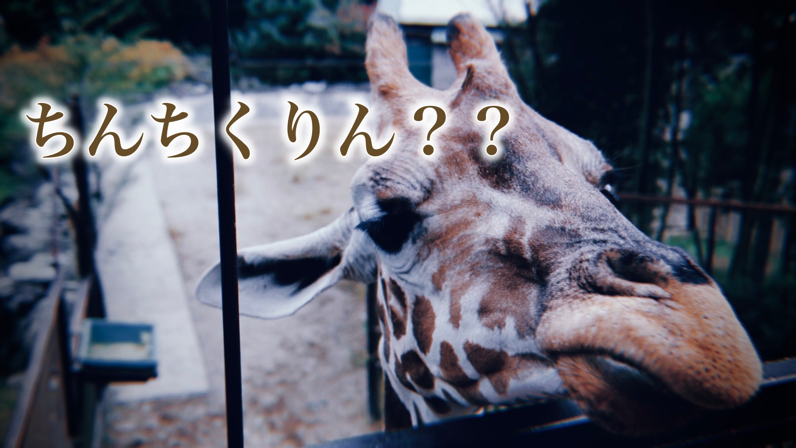 ちんちくりんな体型とは何なのか？：ディスりっぽく聞こえる言葉の本当の意味