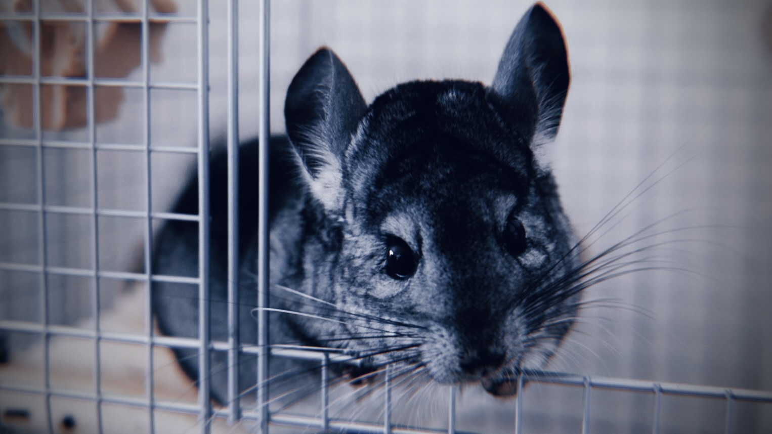 チンチクリンな体型ってどういう意味？